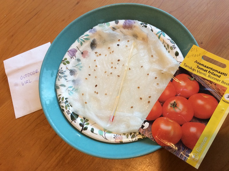 Tomaatin siemenet itävät talouspaperin päällä.